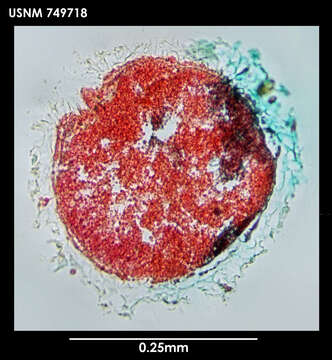 Image of Pruvotina pallioglandulata Salvini-Plawen 1978