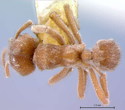 Image of Sericomyrmex amabilis Wheeler 1925