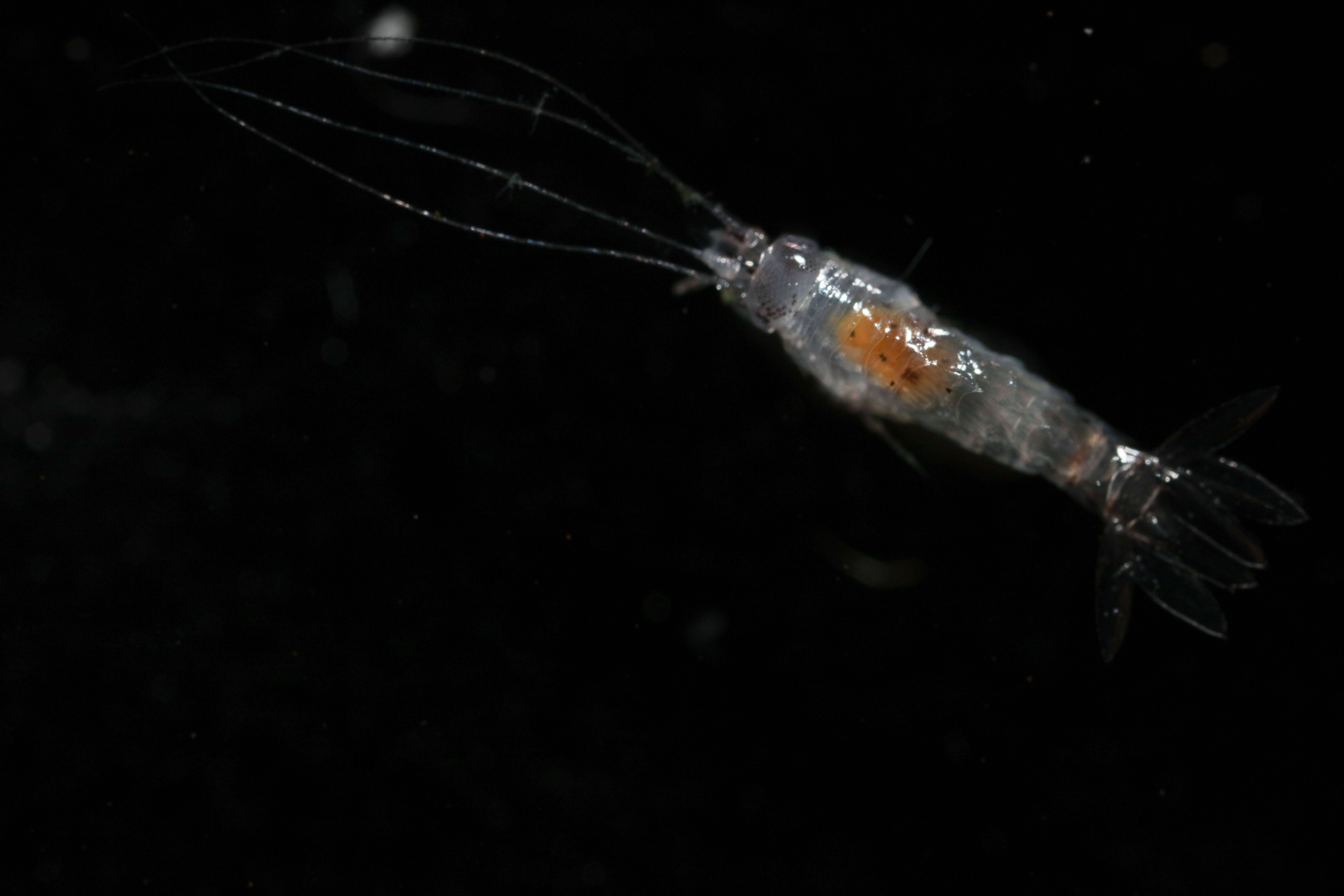 Image of Phrosinidae