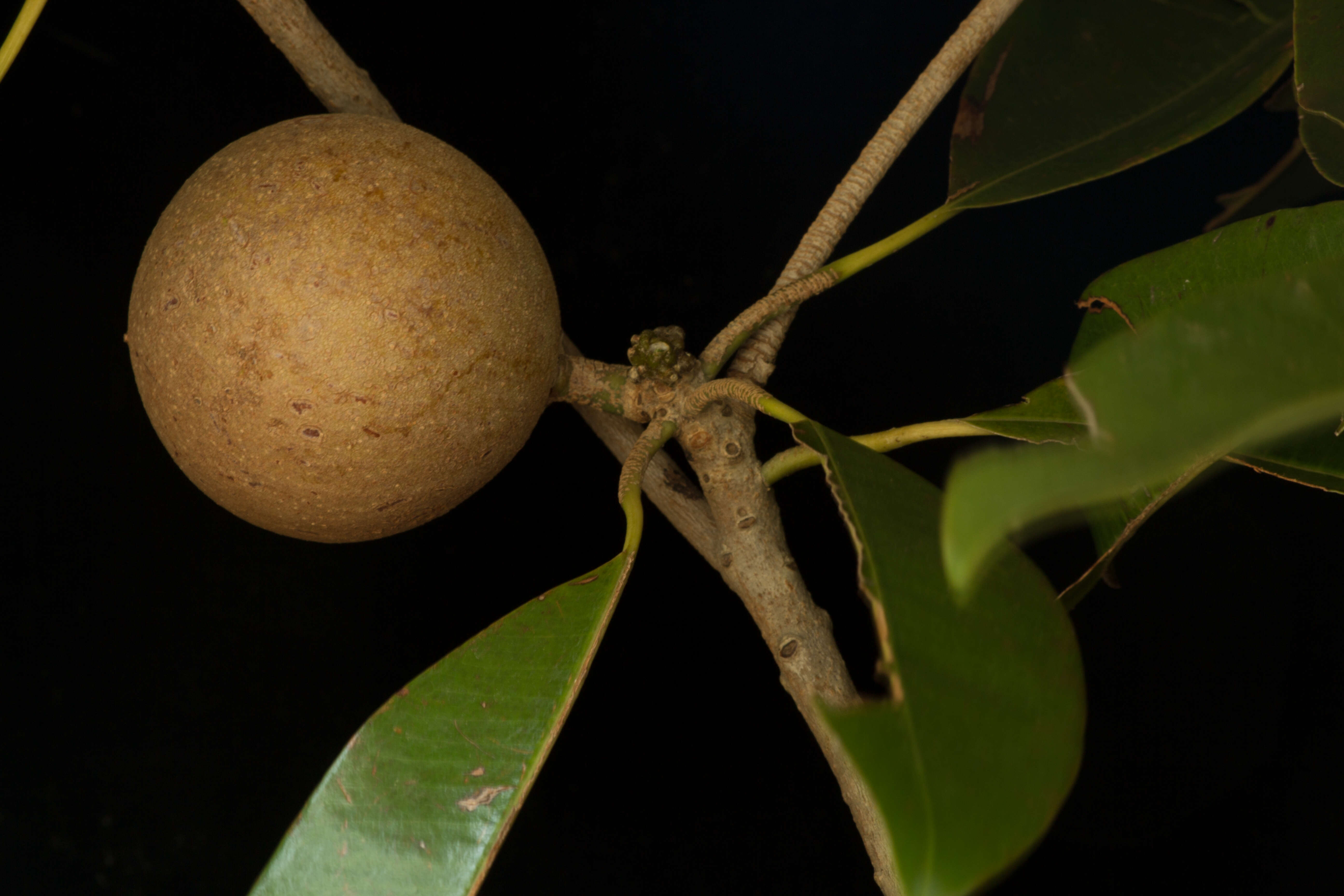 Imagem de Manilkara zapota (L.) P. Royen