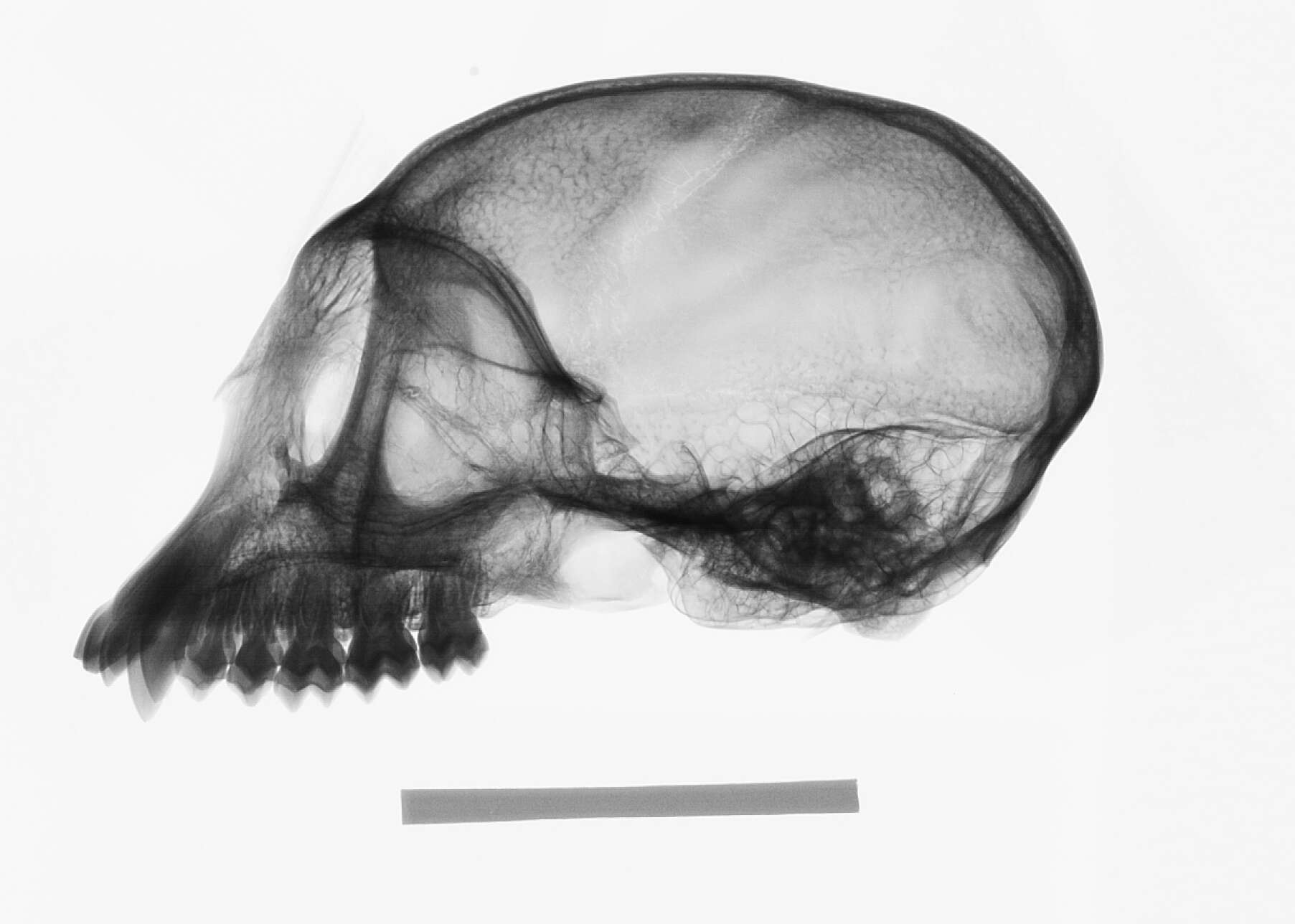 Image of Trachypithecus cristatus cristatus (Raffles 1821)