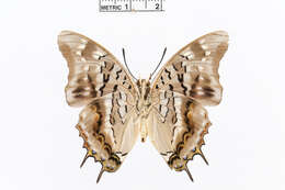 Image of Charaxes blanda Rothschild 1897