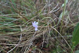 Image of blueflower butterwort