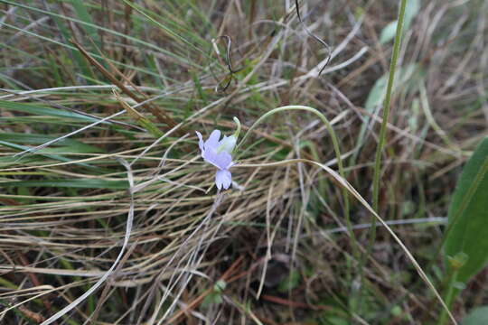 Image de Pinguicula caerulea Walt.