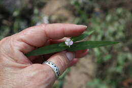 Image of Wart-Removing-Herb
