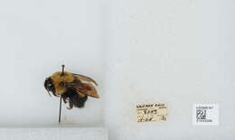 Слика од Bombus affinis Cresson 1864