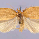 Image of Tortrix alleniana Fernald 1882