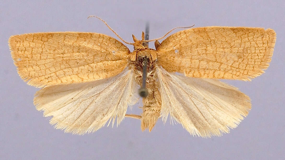 Image of Tortrix alleniana Fernald 1882