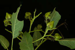 Image of Bourreria purpusii T. S. Brandegee