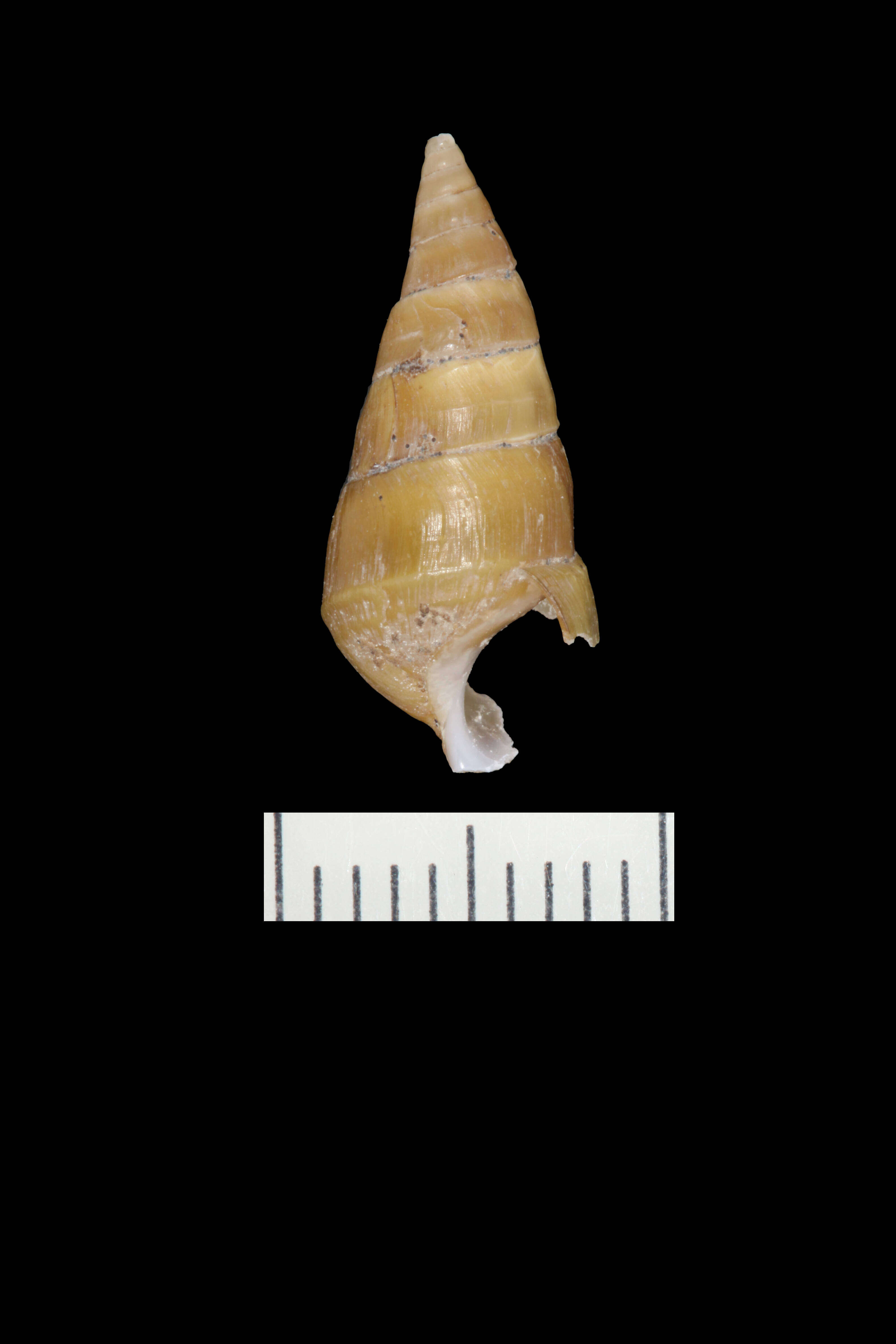 Image of Pleurocera acuta Rafinesque ex Blainville 1824