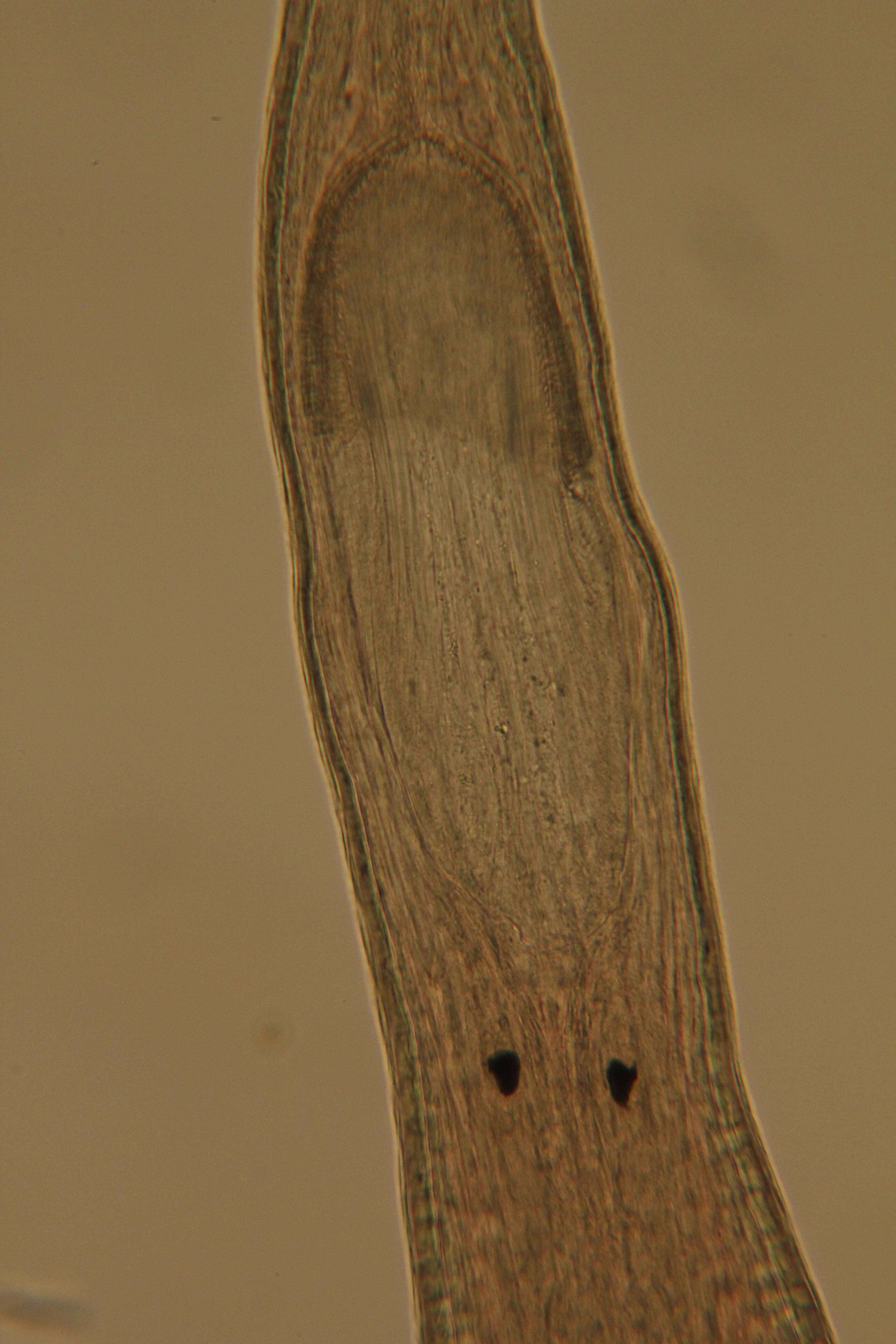 Image of Rhabdocoela