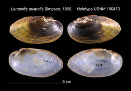 Imagem de Lampsilis australis C. T. Simpson 1900