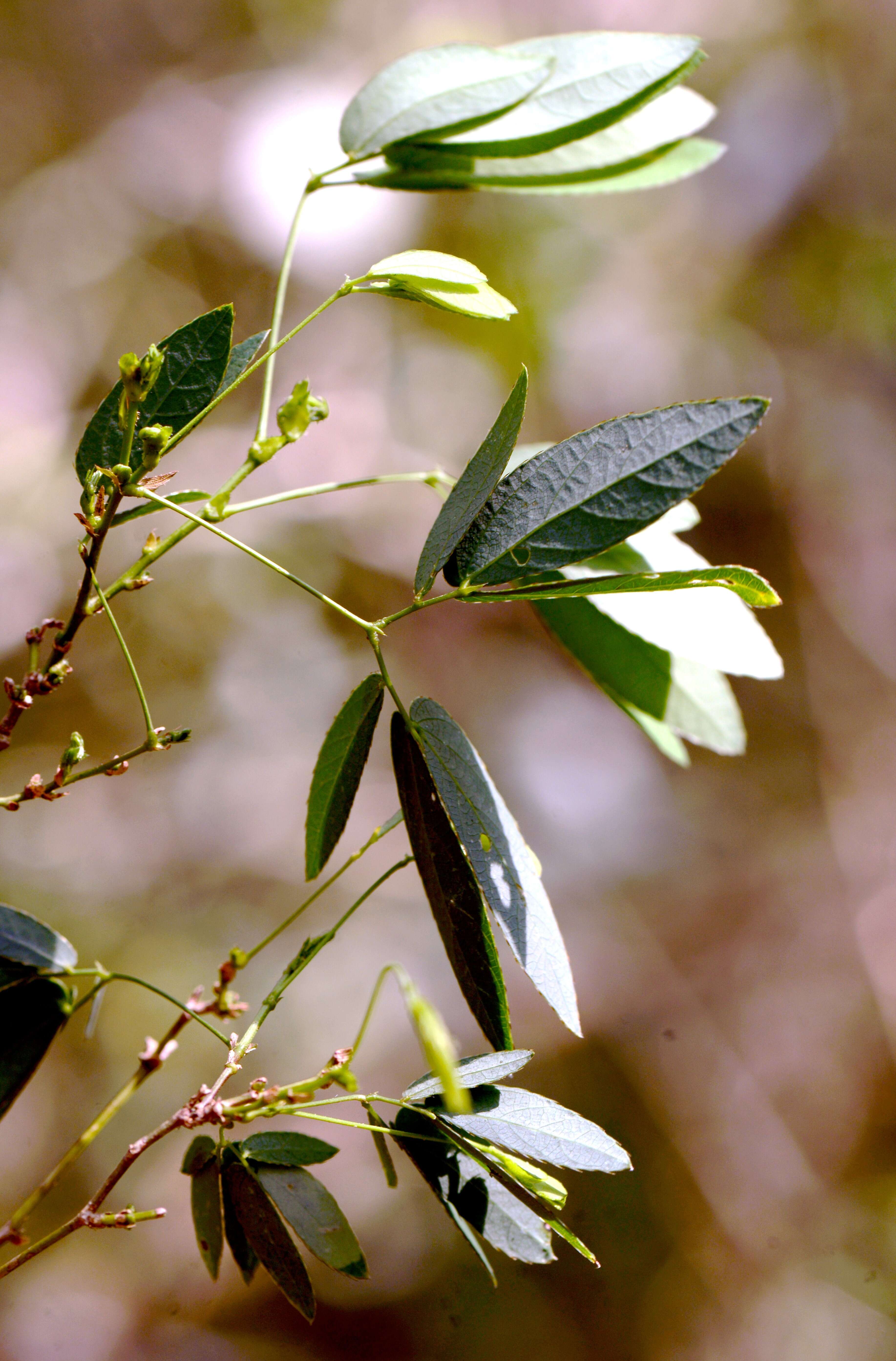 Image of Mimosa sensibilis var. urucumensis Barneby