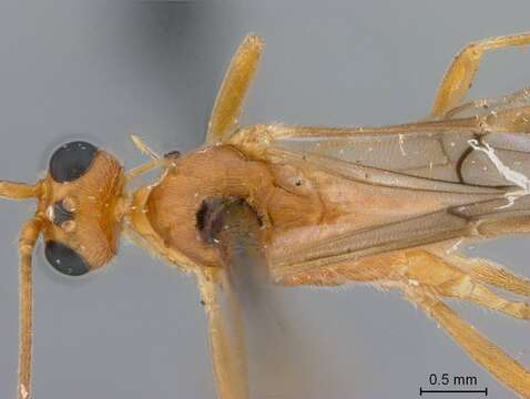 Image of Aleiodes lissos Marsh & Shaw 2003