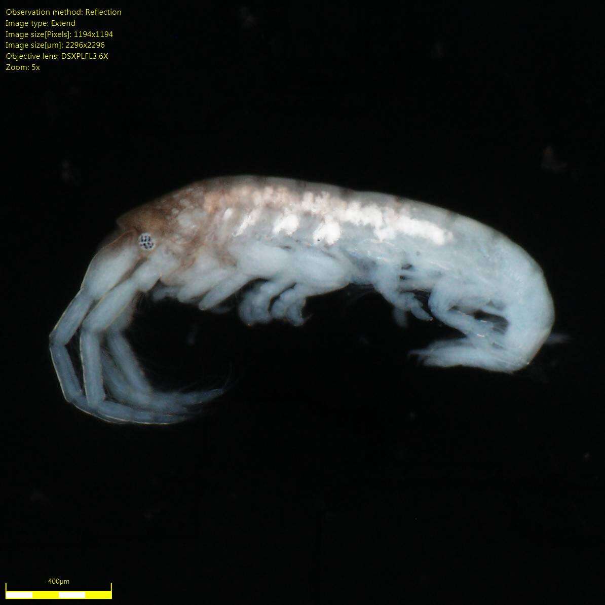 Image of Amphipoda