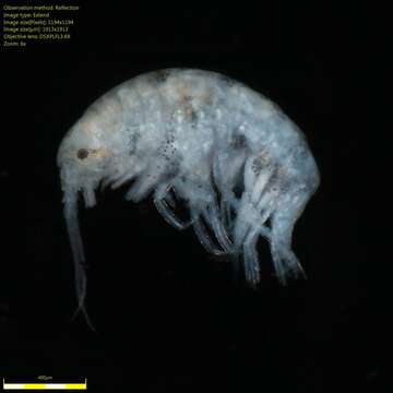 Image of Amphipoda