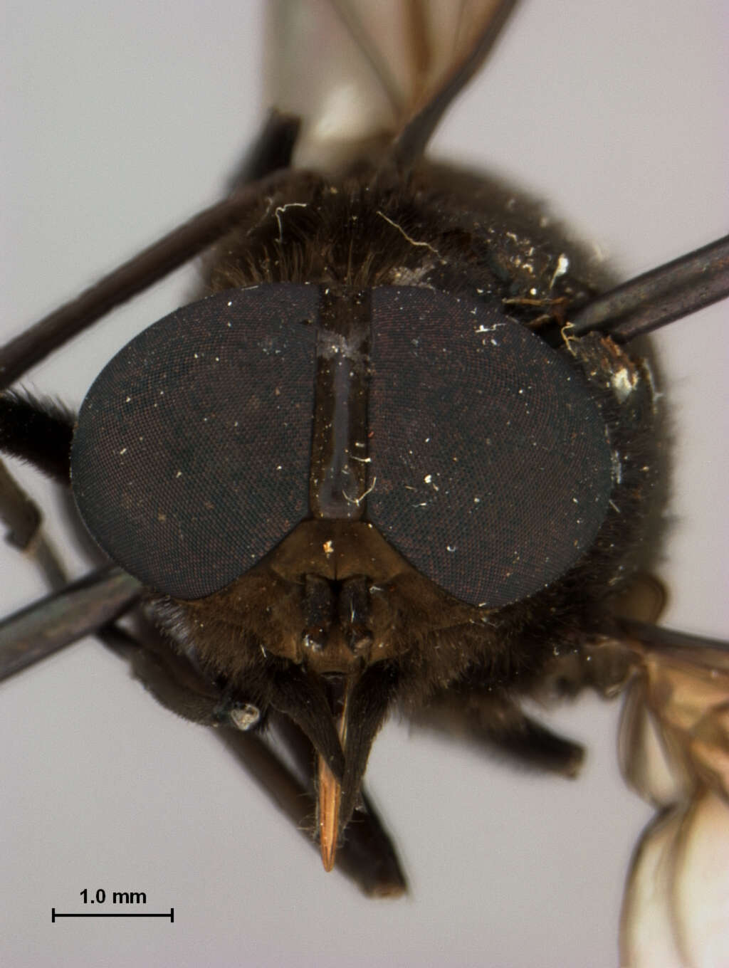 Image of Cydistomyia crepuscularis Oldroyd 1949