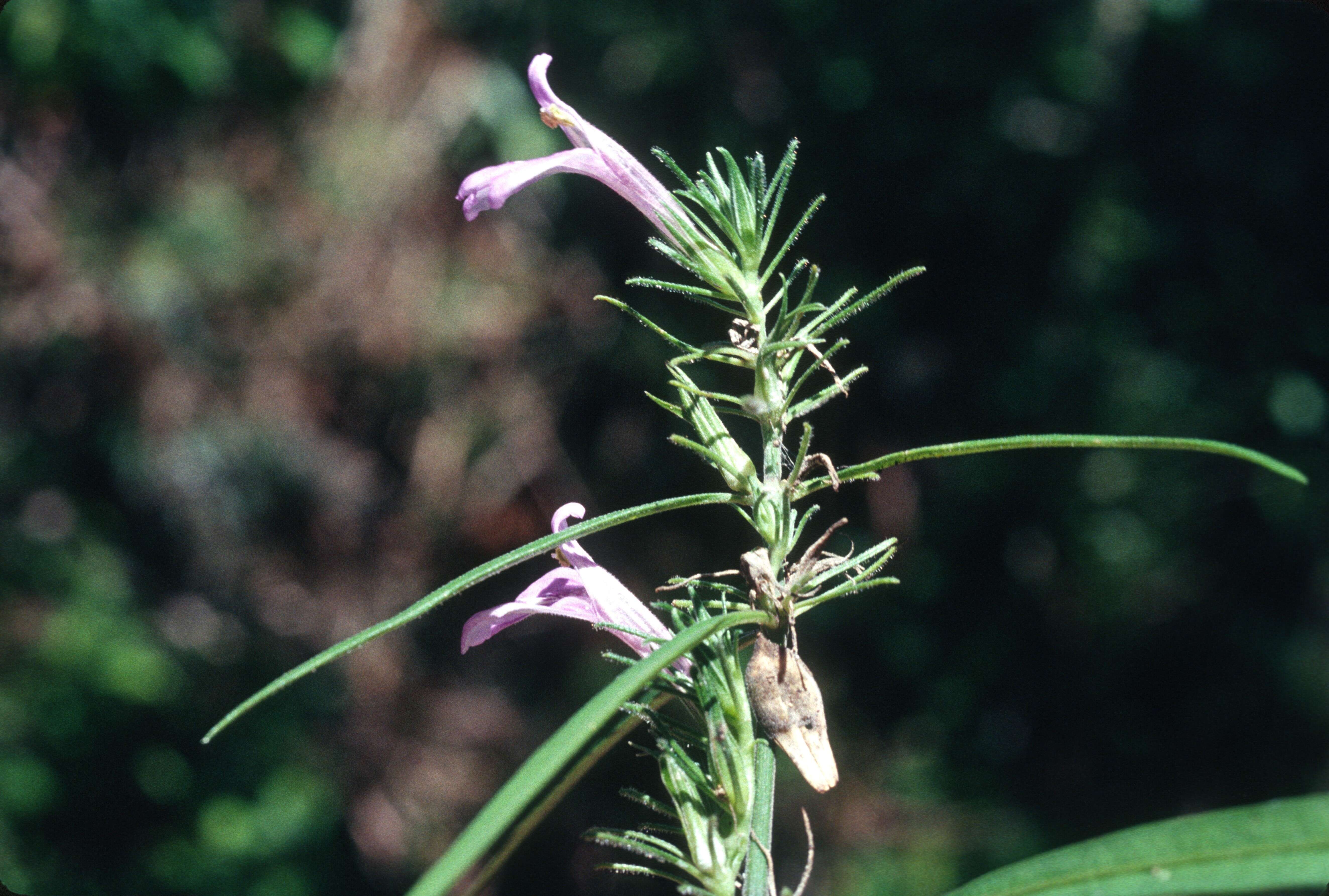 Image of Justicia periplocifolia Jacq.