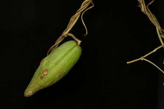 Image of Marsdenia coulteri Hemsl.