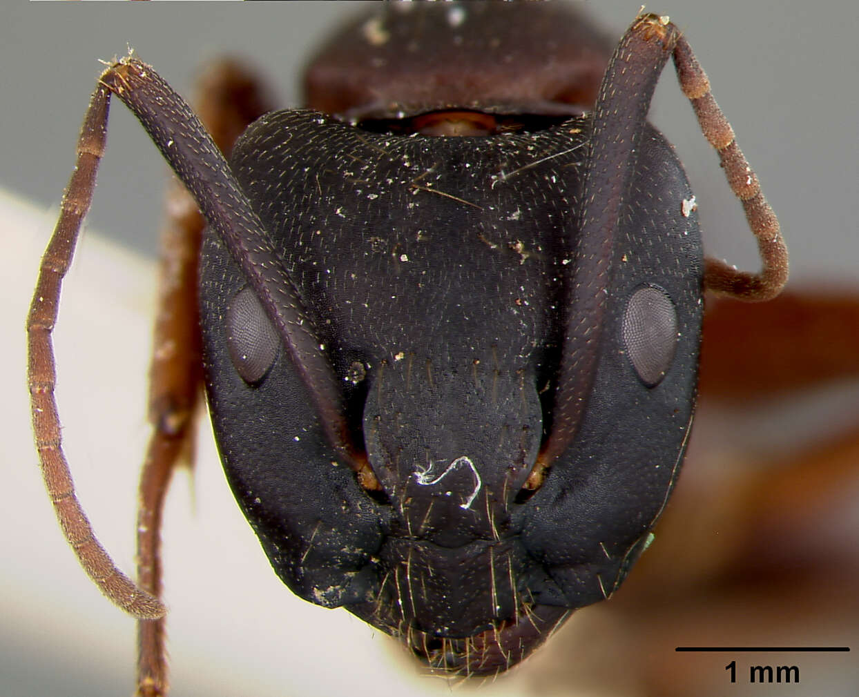 Plancia ëd Camponotus maculatus (Fabricius 1782)