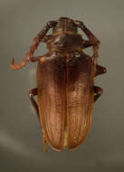 Image of Prionus californicus ovipennis Casey 1924