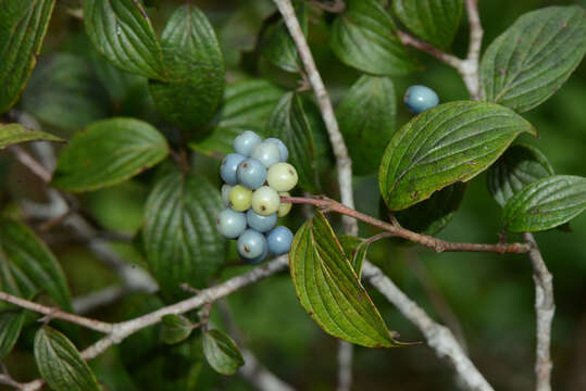 Image of Cornus excelsa Kunth