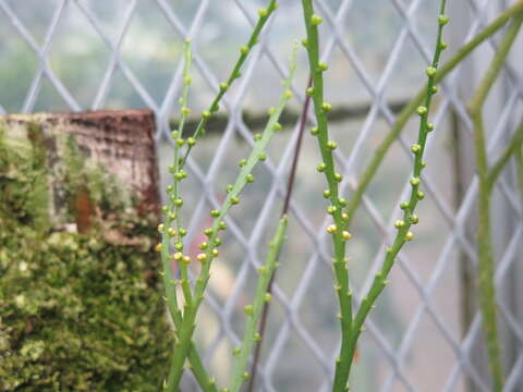 Psilotum complanatum Sw.的圖片