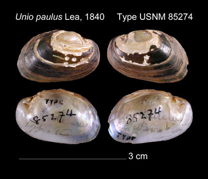 Image of Toxolasma paulum (I. Lea 1840)