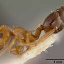 Image of Crematogaster hespera Buren 1968