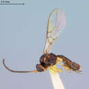 Image of Aspilota spiracularis Fischer 1971