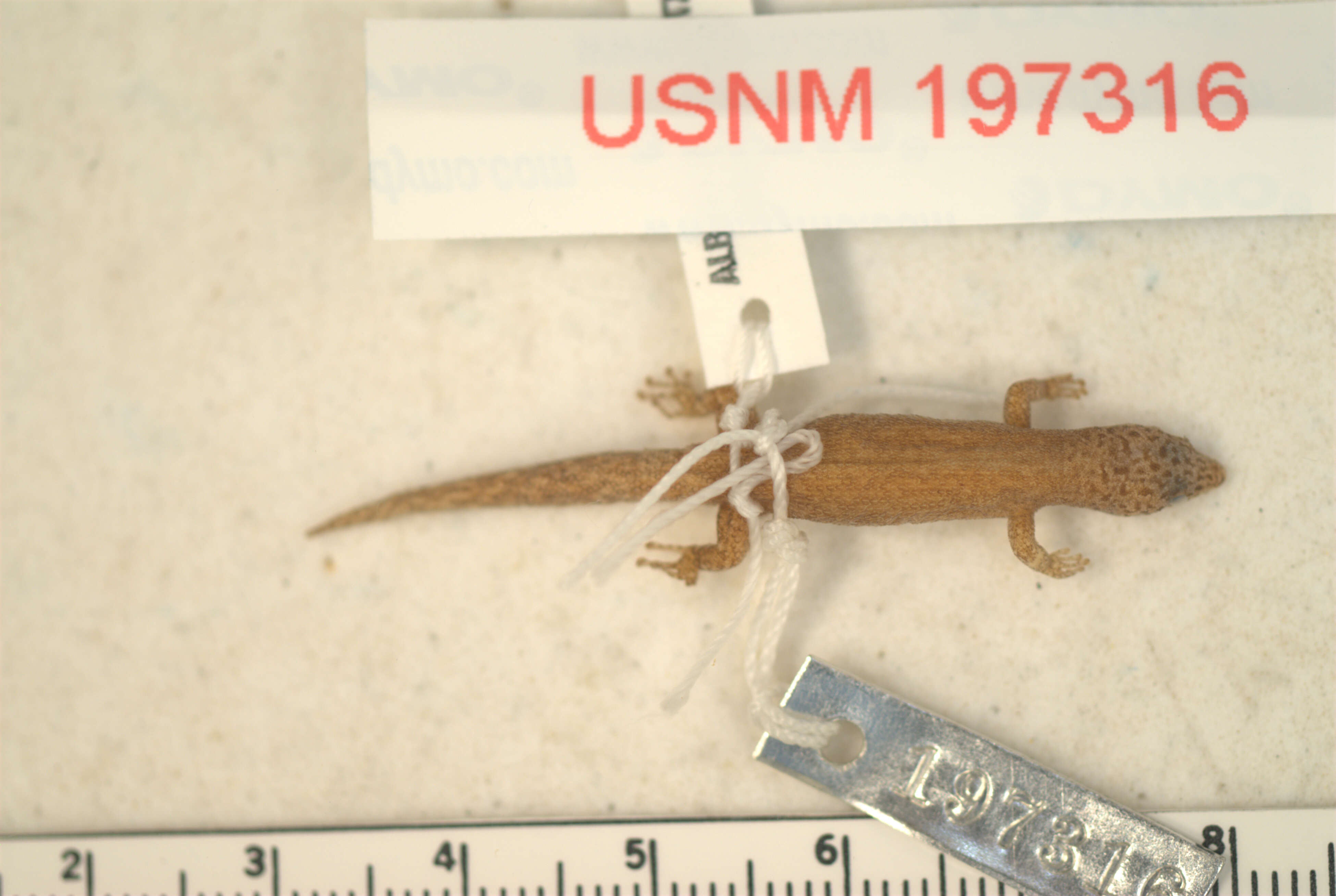 Image of Sphaerodactylus randi strahmi Schwartz 1977