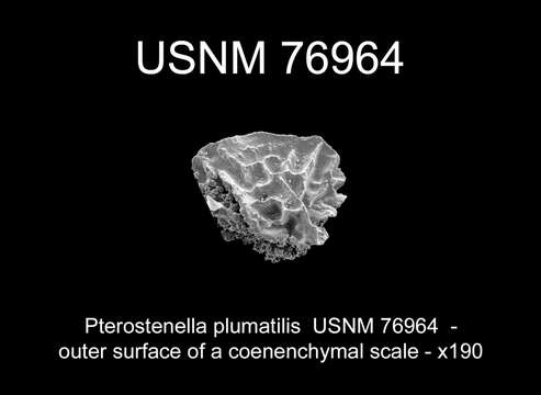 Pterostenella plumatilis (Milne Edwards 1857)的圖片