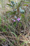 Image of Calopogon R. Br.