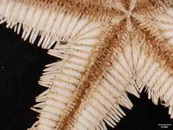 Image of Astropecten marginatus Gray 1840