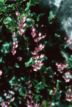 Image of Coral Bells