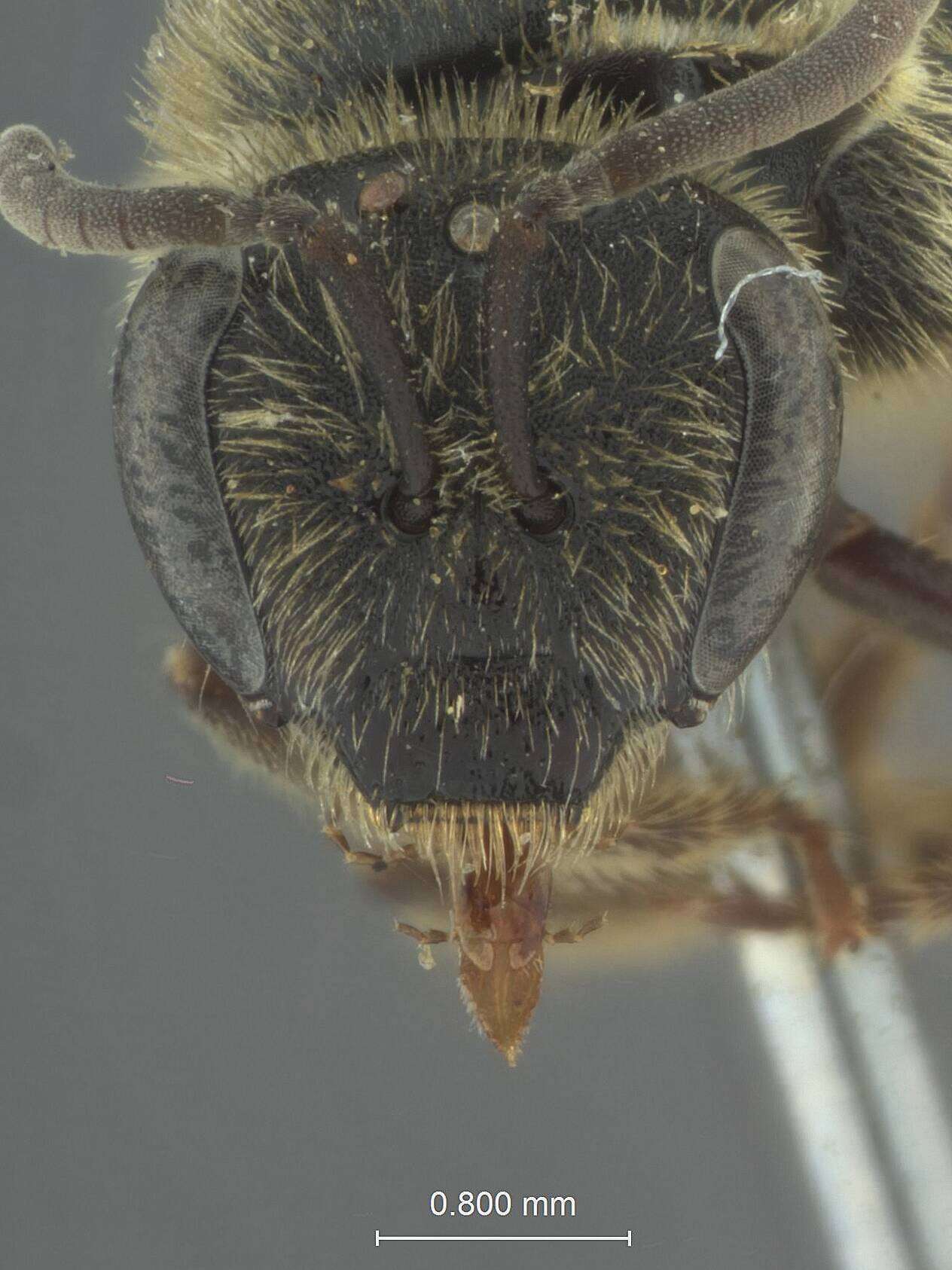 Image of Halictus