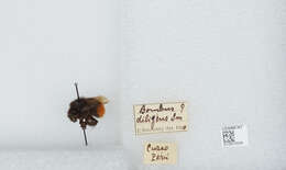 Image of Bombus coccineus Friese 1903