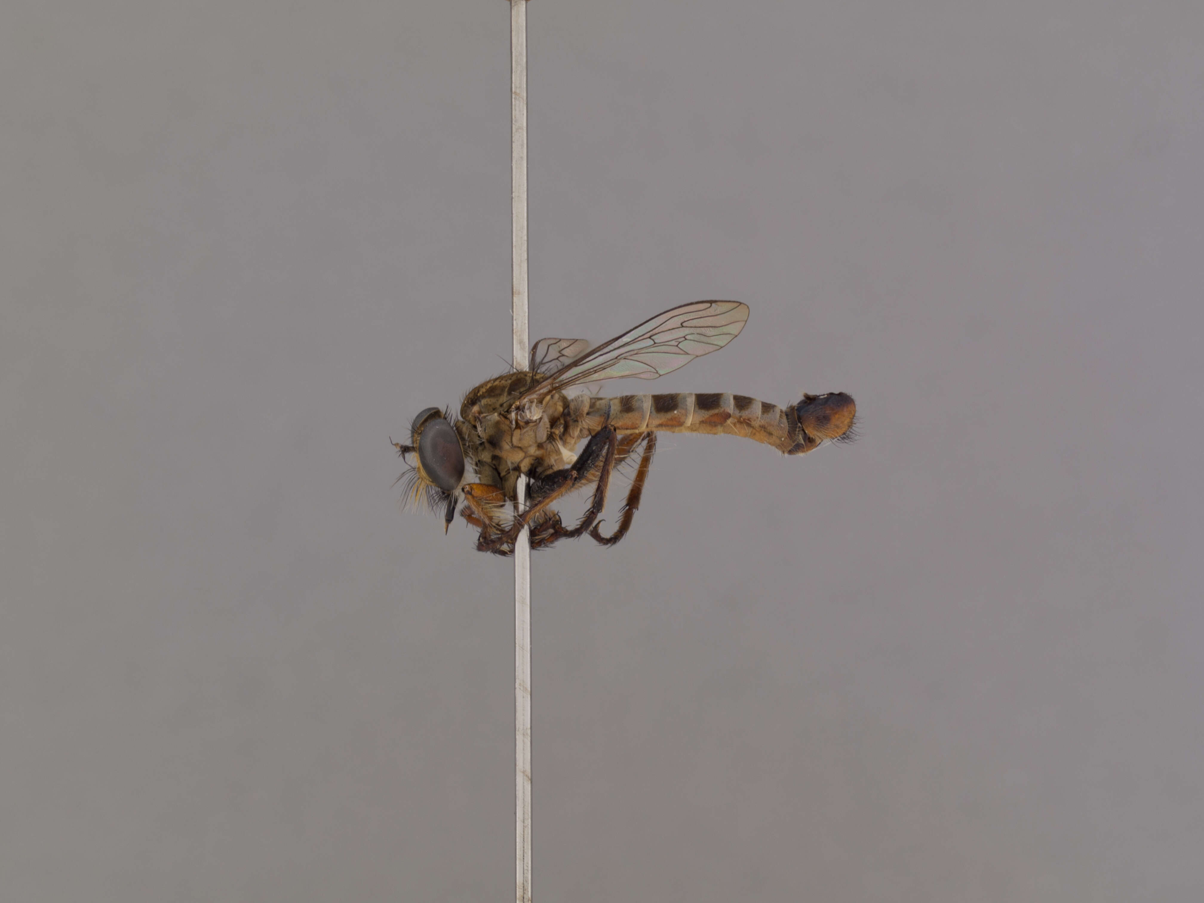 Image of Wilcoxius similis Scarbrough & Perez-Gelabert 2005