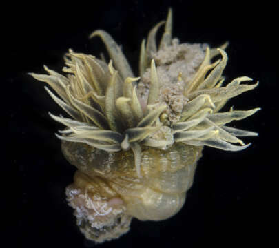 Image of Anemone