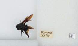 Bombus auricomus (Robertson 1903) resmi