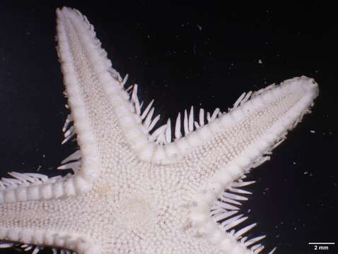 Image of Astropecten antillensis Lütken 1859