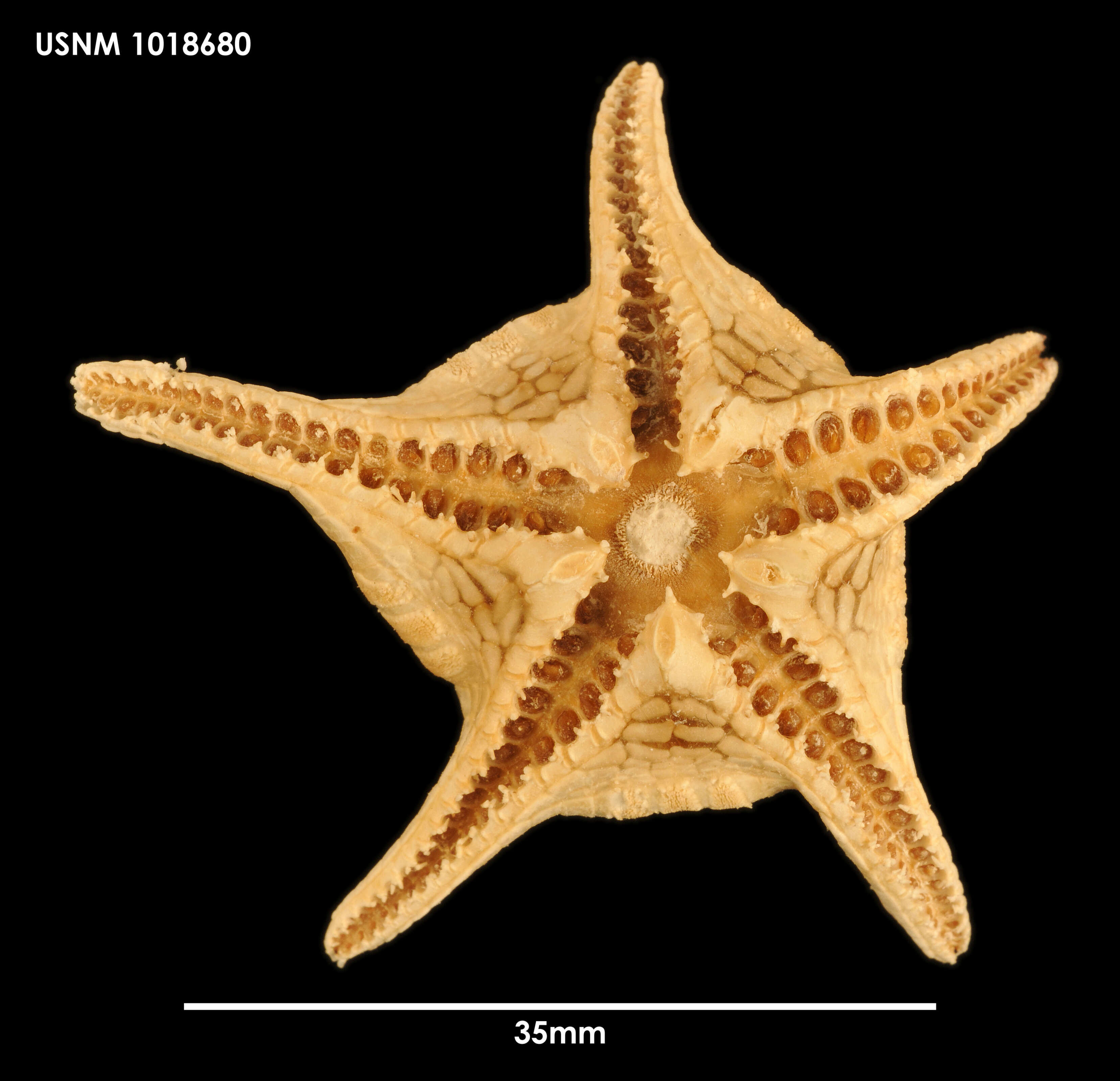 Image of Eremicaster vicinus Ludwig 1907