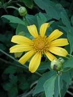 صورة Tithonia diversifolia (Hemsl.) A. Gray