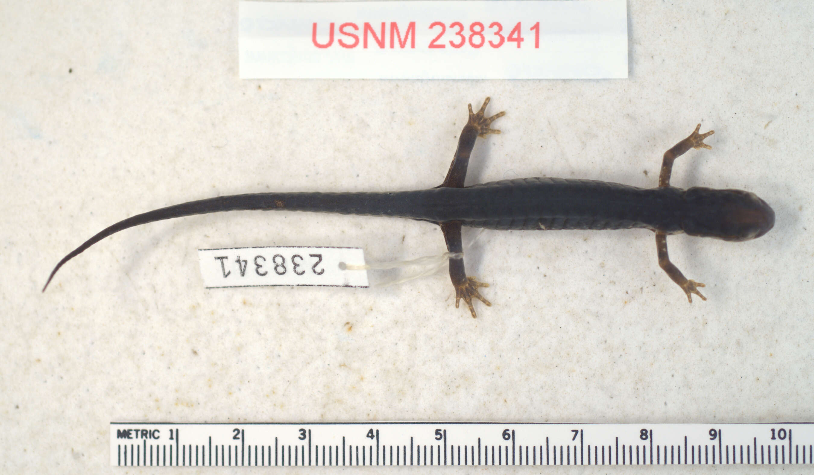 Image of Plethodon aureolus Highton 1984