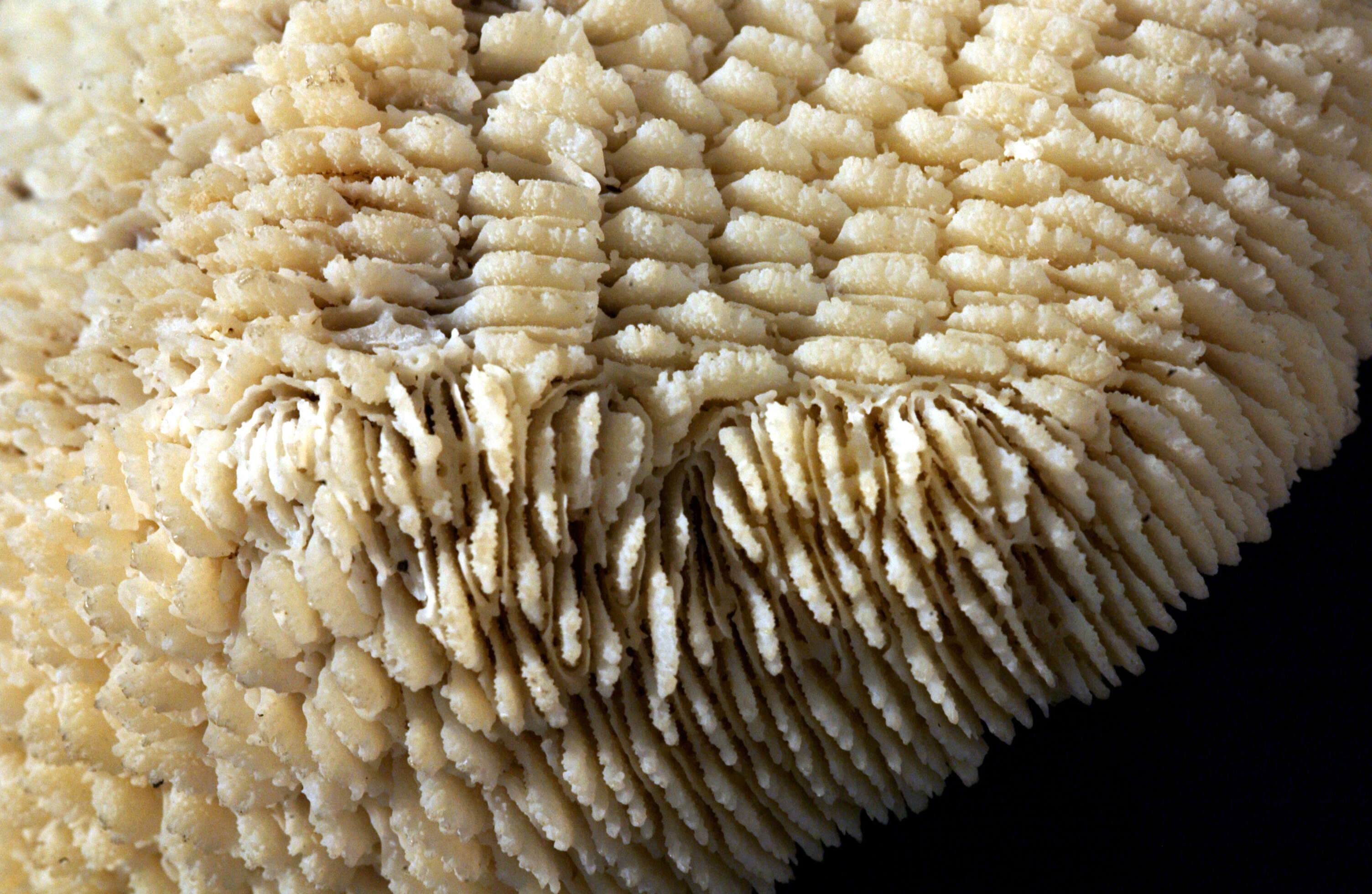 Image of Slipper coral