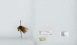 Image of Frigid Bumble Bee