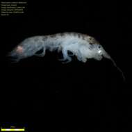 Image of Amphipoda