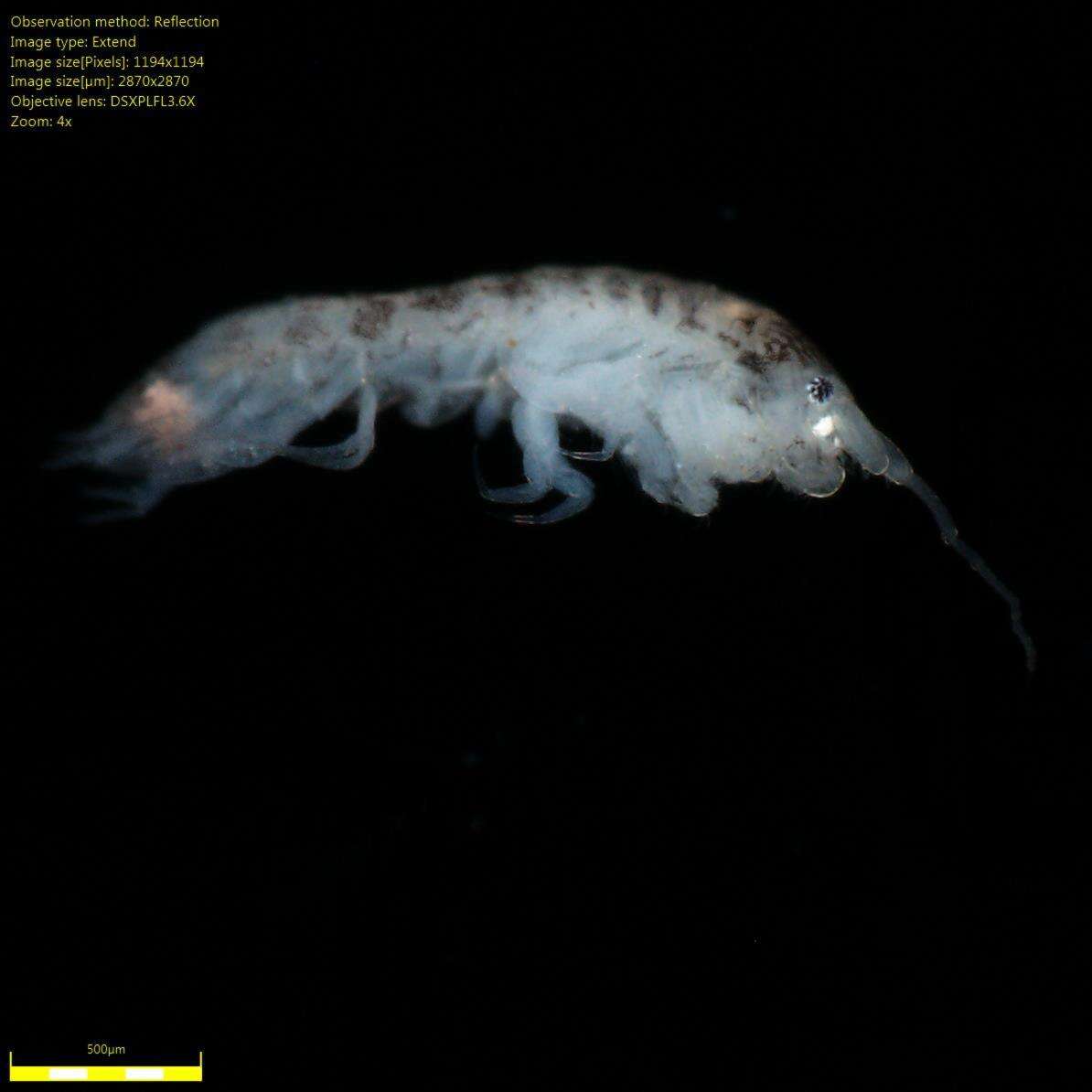 Image of Amphipoda