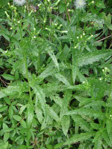 Image of Erechtites hieraciifolia (L.) Rafin. ex DC.