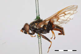 Image of Chalcosyrphus libo (Walker 1849)